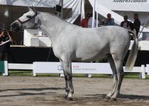 w armas gacela, de hacienda la cobriza, bronce en yeguas de 4 a